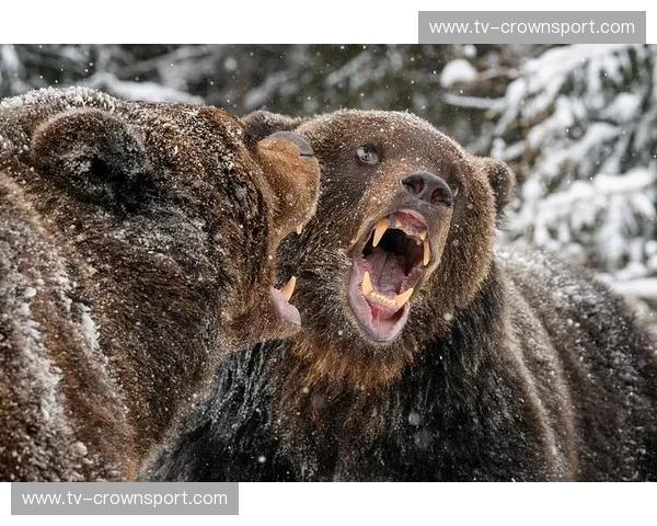 野性咆哮撞上盐湖律动：灰熊vs爵士，这场西区“修罗场”的生存法则